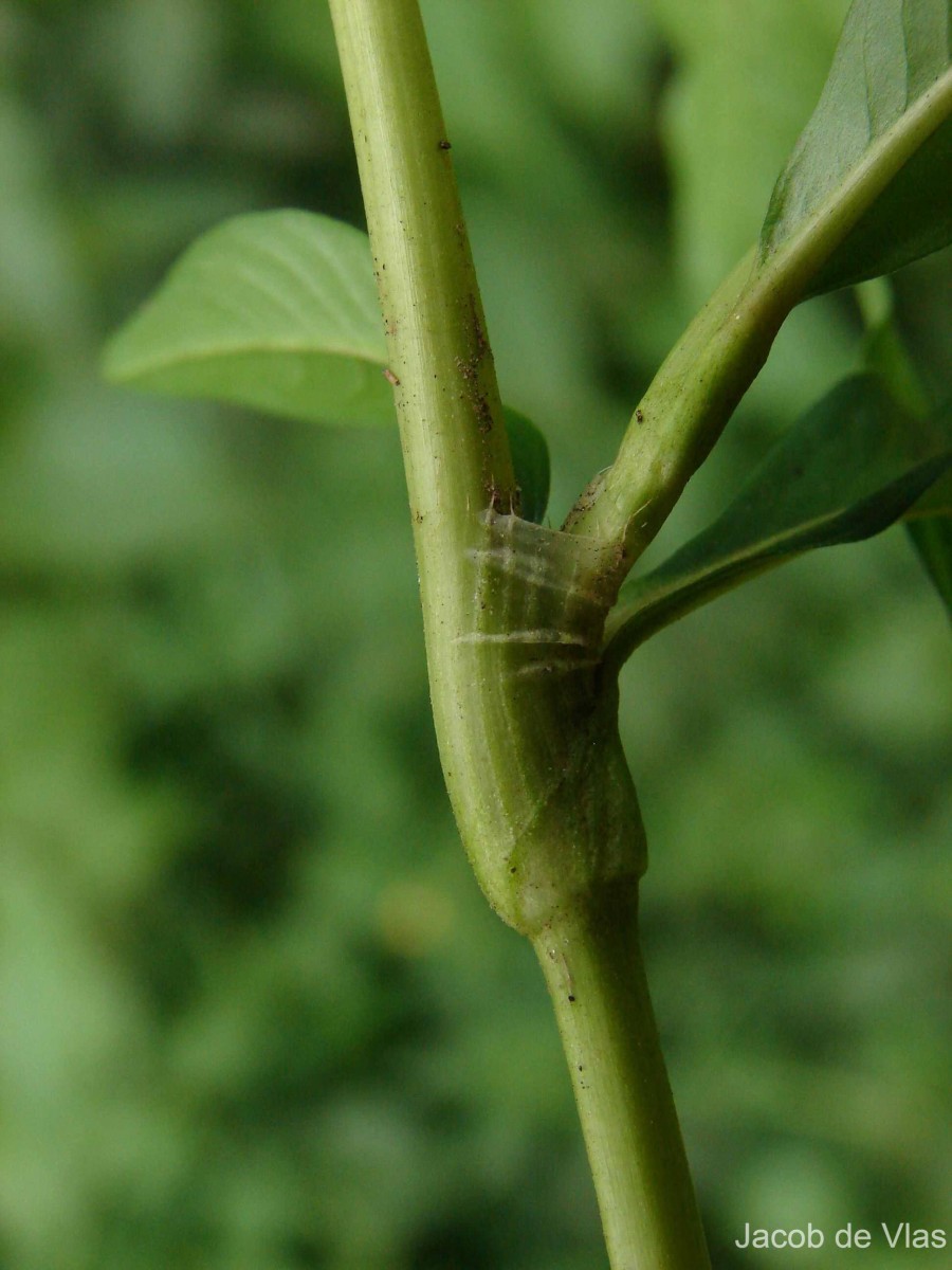 Persicaria hydropiper (L.) Delarbre